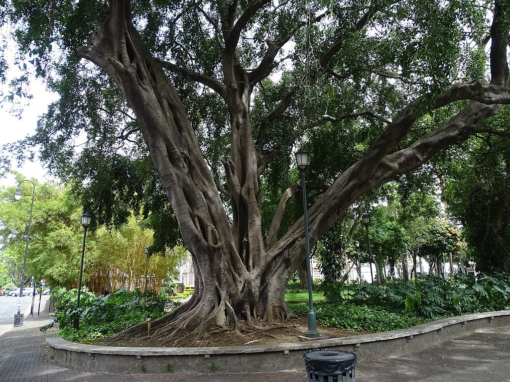 ficus