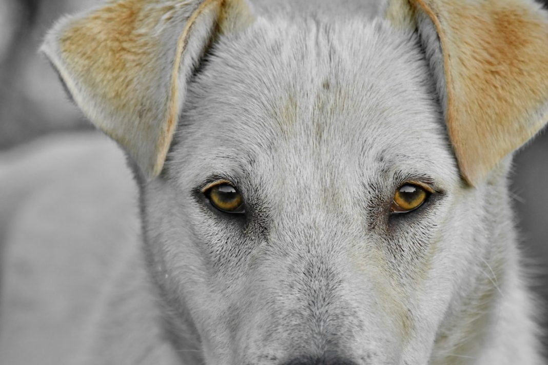 Boli de ochi comune la câini, cum se dezvoltă acestea și ce trebuie făcut