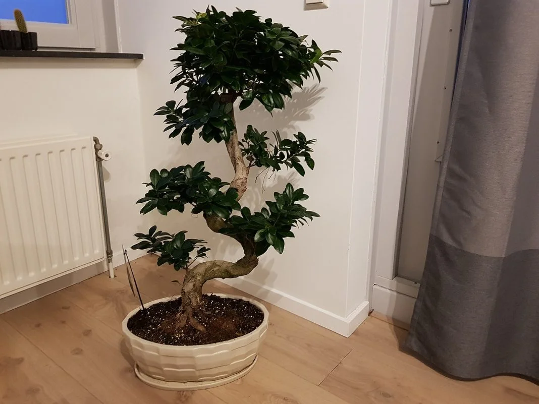 Creșterea bonsailor - un hobby pentru iubitorii de plante