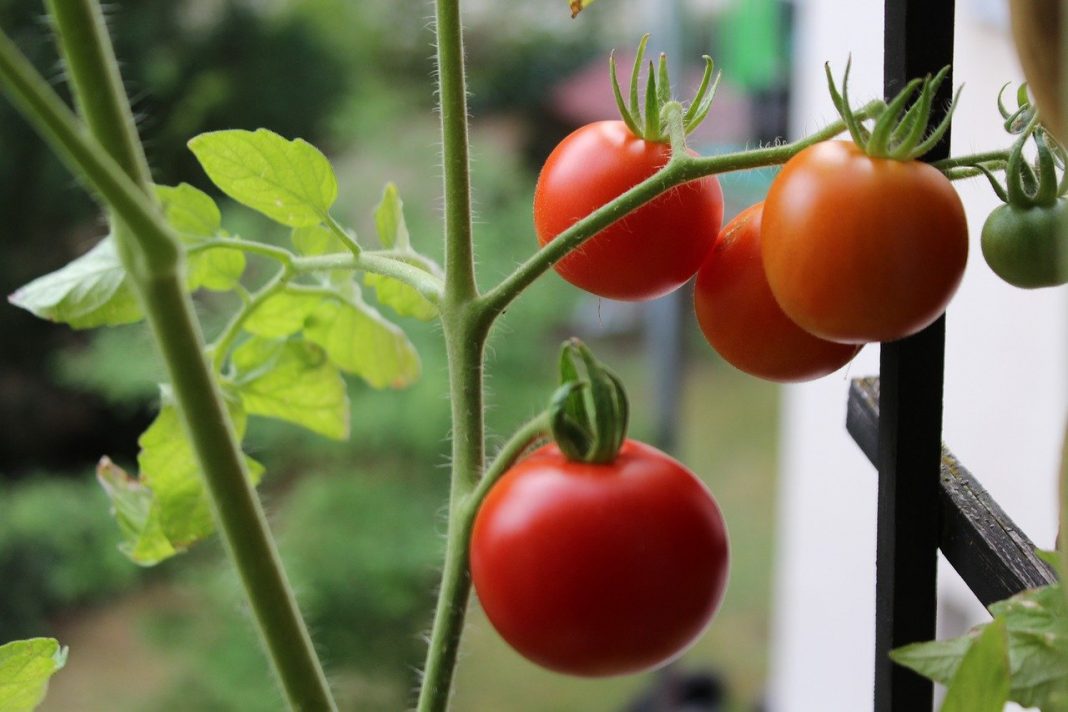 Cum să creșteți roșii în balcon, sfaturi pentru grădinarii începători