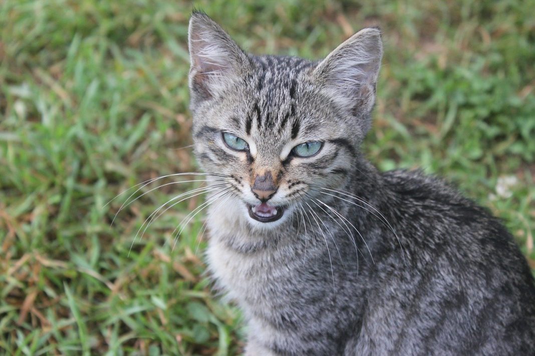 Rabia felină, o boală mortală care poate apărea la pisicile de toate vârstele, indiferent de rasă