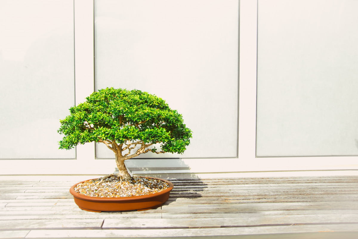 crestere bonsai