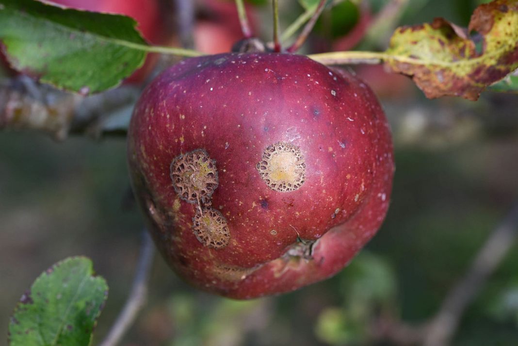 6 dăunătorii periculoși ai mărului și metode de a-ți proteja grădina de aceste insecte