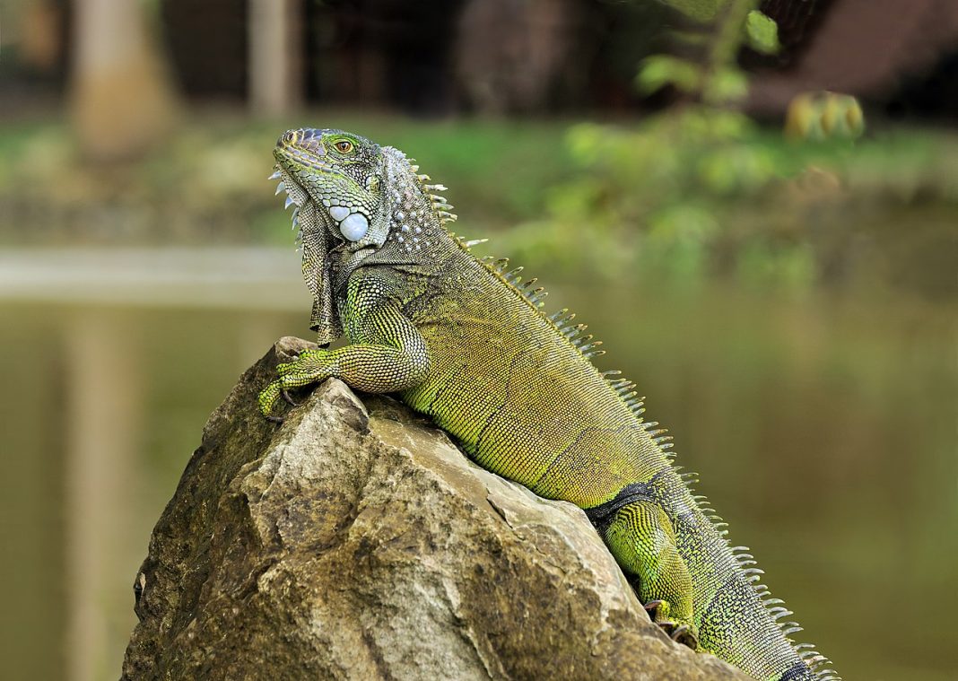 Află de ce iguana verde (Iguana iguana) este un animal de companie interesant