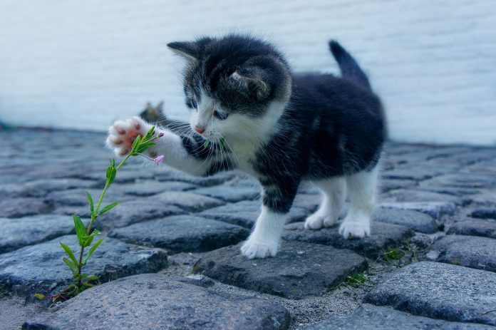 Aveți o pisică acasă, vezi aici 10 lucruri pe care nu le știați despre aceste mici feline Aveți o pisică acasă, vezi aici 10 lucruri pe care nu le știați despre aceste mici feline