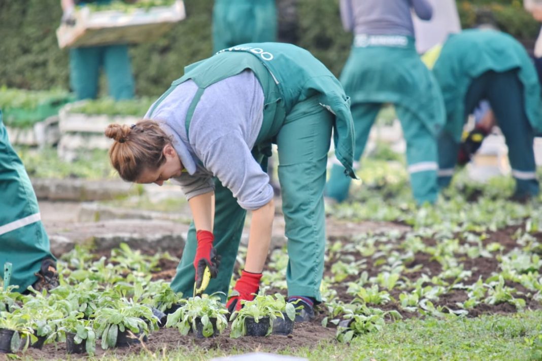 Când și cum să transplantați florile de apartament pentru a asigura dezvoltarea plantelor