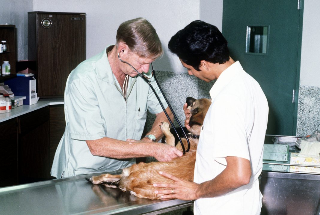 De ce este important să vaccinăm câinele? Află sfaturile medicilor veterinari