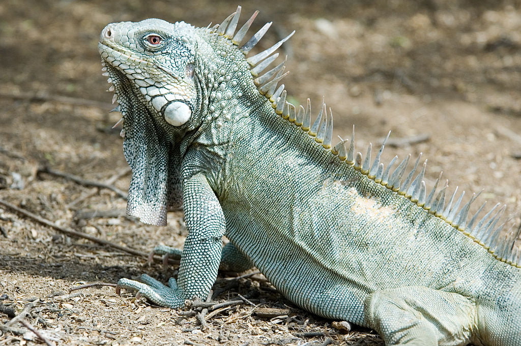 Iguana iguana