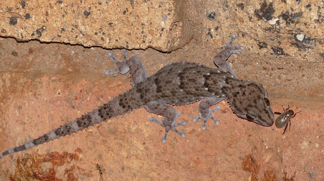 Specii de șopârle gecko bibron potrivite pentru viața într-un terariu - Pachydactylus bibroni