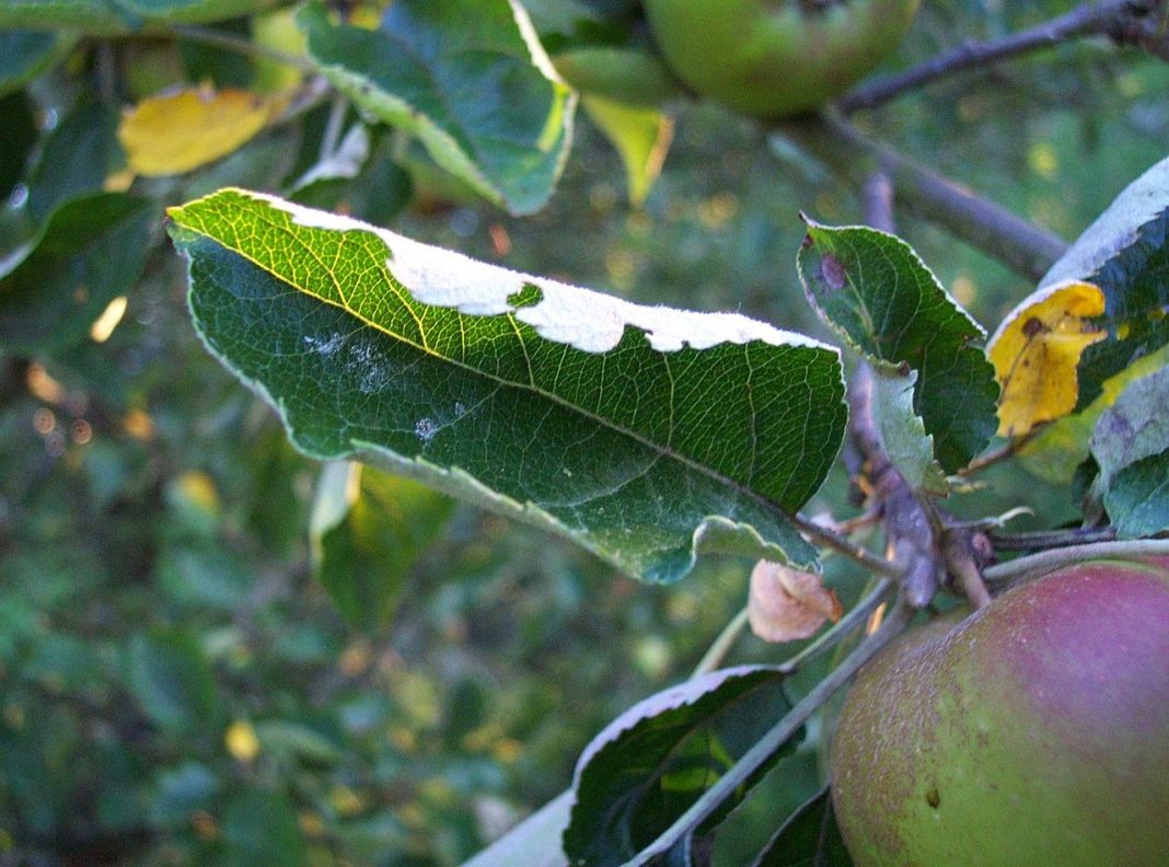 Bolile cele mai frecvente ale pomilor fructiferi, vezi cum îți poți proteja grădina