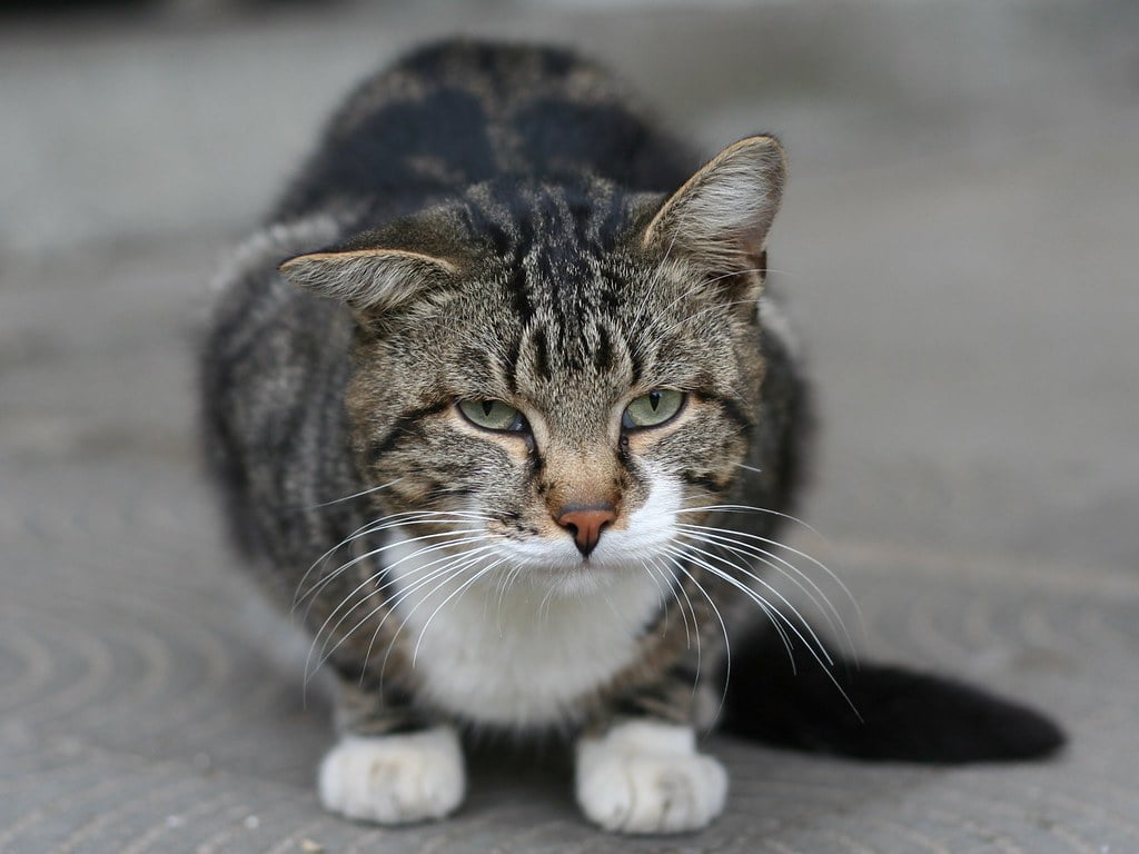 Ciuma felină, o boală virală foarte gravă care apare la pisici