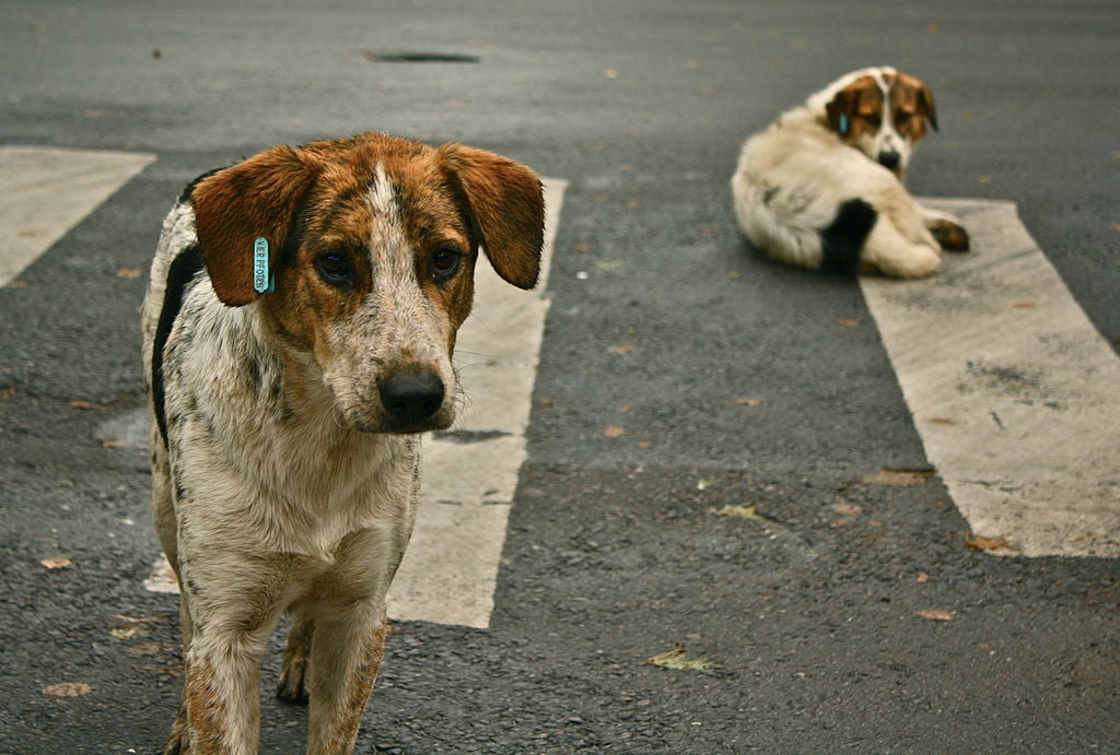 Dirofilarioza canină sau infecția cu viermi cardiaci