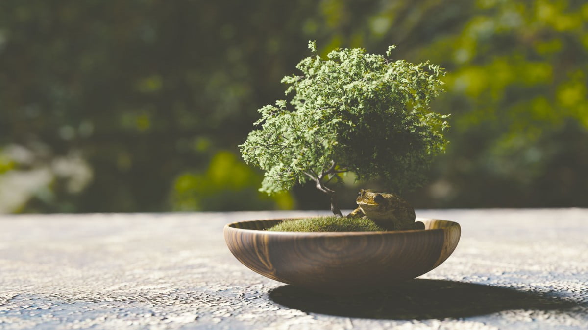 crestere bonsai