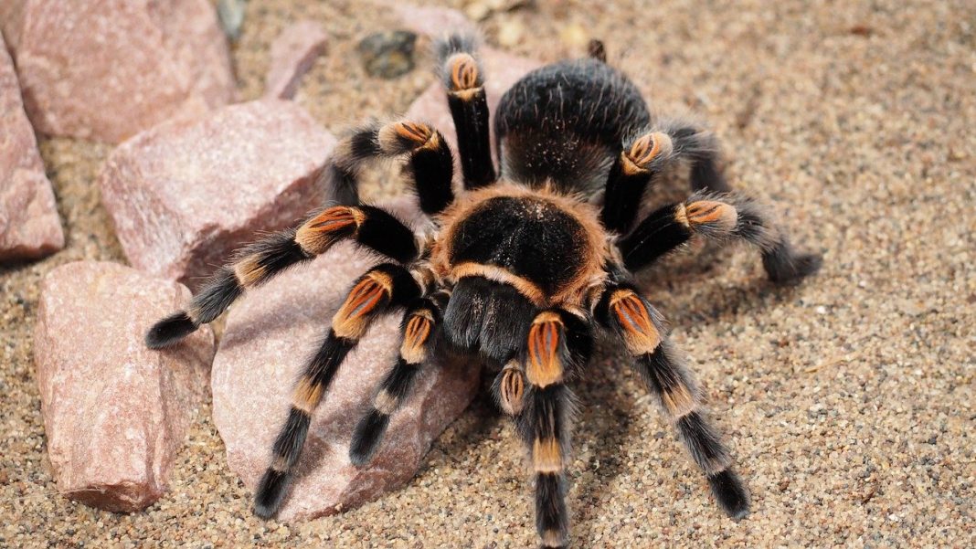 Animale de companie nevertebrate pentru un terariu - Tarantula și scorpionul Animale de companie nevertebrate pentru un terariu - Tarantula și scorpionul