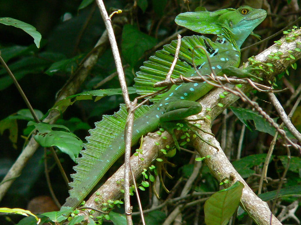 Basiliscus plumifrons