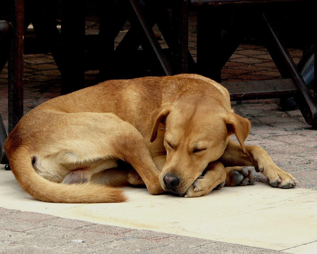 Care sunt principalele semne de boală la câini și cum identificăm simptomele