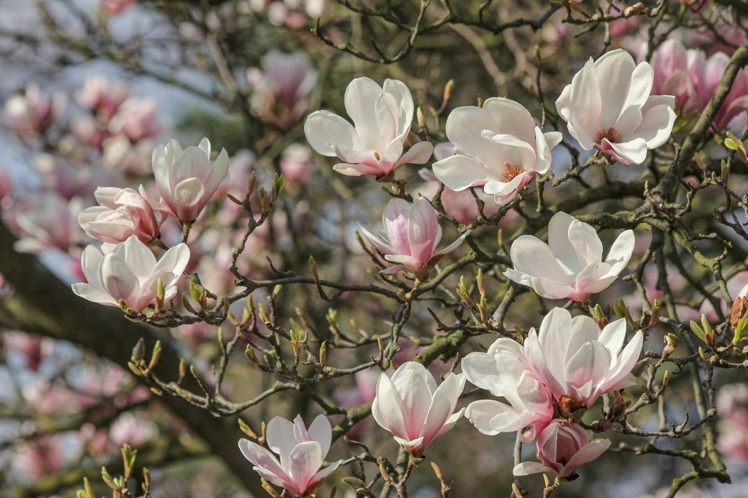 Cum să tundeți magnoliul pentru a vă bucura de frumusețea și eleganța florilor sale