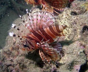 Dendrochirus zebra, Pestele scorpion pitic Dendrochirus zebra, Pestele scorpion pitic