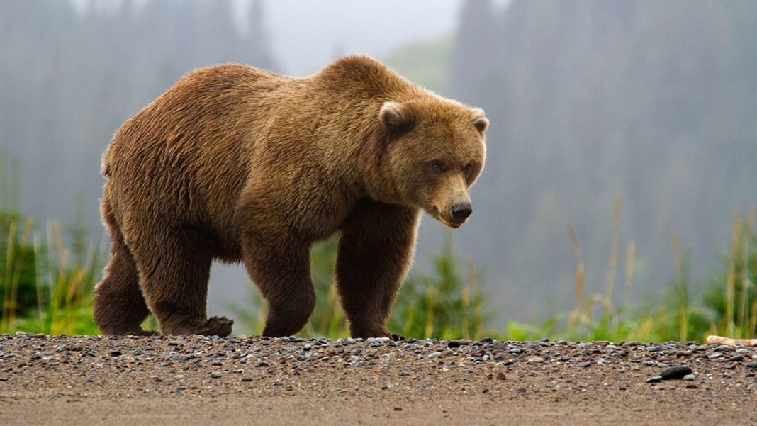 Drumețiile montane ascund multe pericole, cum să reacționați la întâlnirea cu un animal sălbatic