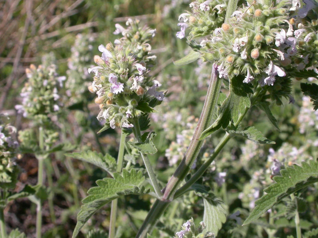 Iarba mâței (Nepeta Cataria) – un afrodisiac natural pentru pisici ce le face mai fericite