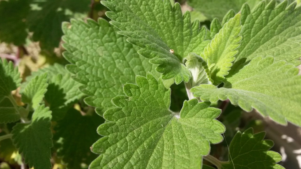 Nepeta Cataria