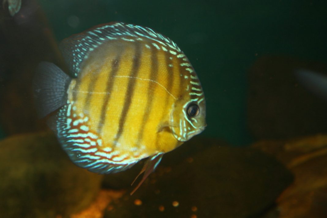 Peștele Discus (Symphysodon discus) din apele tropicale, află cum poate fi crescut într-un acvariu