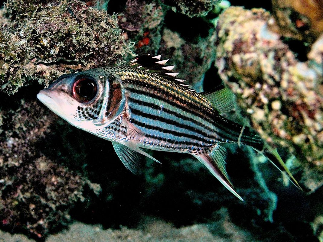 Peștele neoniphon sammara sau peștele-veveriță, o specie tropicală ce poate fi crescută într-un acvariu
