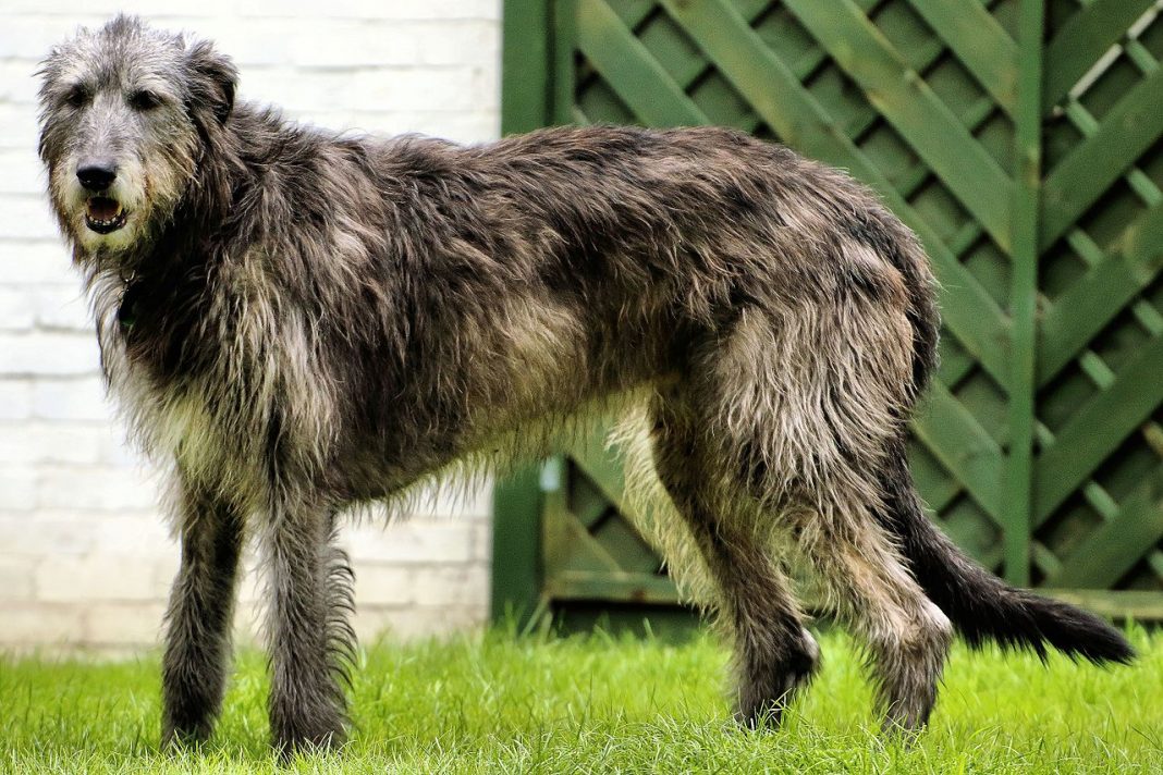 Rasa Irish Wolfhound, un câine puternic și elegant potrivit și pentru pază