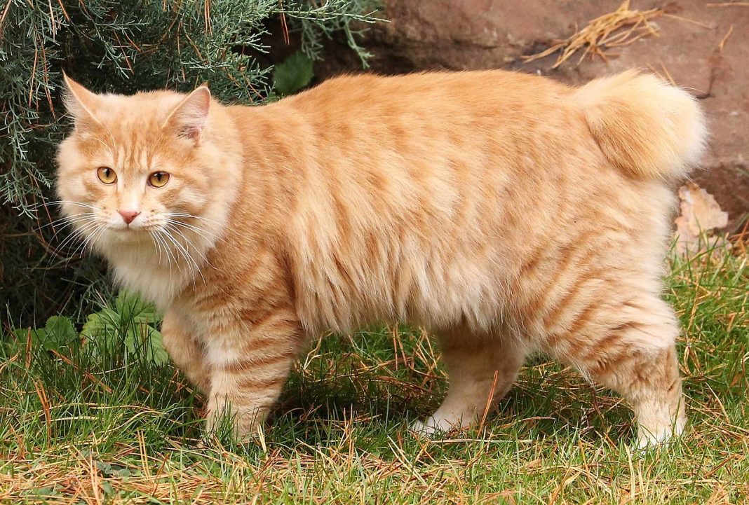Rase de pisici cu un caracter vesel și jucăuș - Kurilian Bobtail cu părul scurt