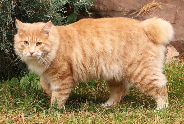 Rase de pisici cu un caracter vesel și jucăuș - Kurilian Bobtail