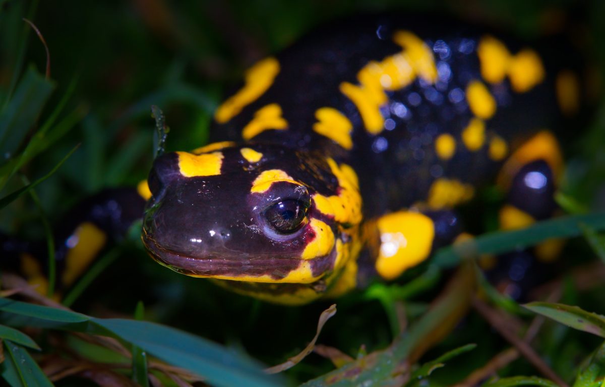 Salamandra salamandra