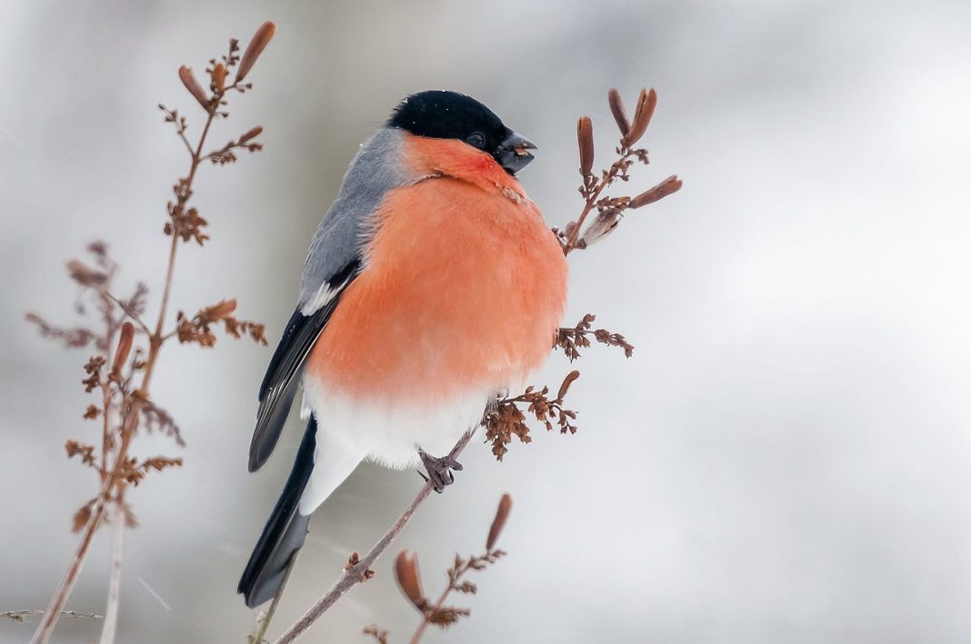 Specii de cinteze – Mugurarul (Pyrrhula pyrrhula) sau pasărea cântătoare foarte vioaie