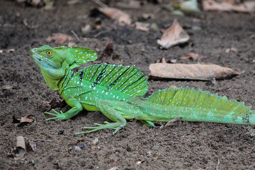 Specii de șopârle pentru terariu – Bazilicul verde sau bazilicul cu pene (Basiliscus plumifrons)