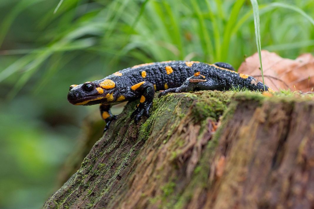 Vezi ce legende se povestesc despre salamandra de foc (Salamandra salamandra)