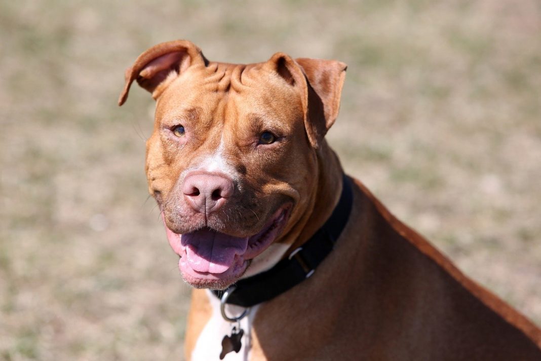 Rasa de câine Pit Bull – bona perfectă pentru copii în America