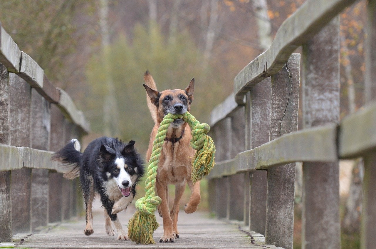 border collie care se joaca