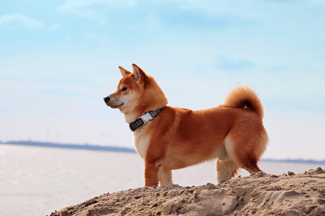 Află toate caracteristicile rasei de câini din Japonia Shiba Inu