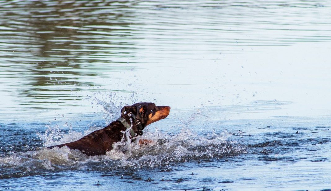 Ce faci dacă se îneacă un câine și cum trebuie ajutat pentru a evita complicațiile ulterioare