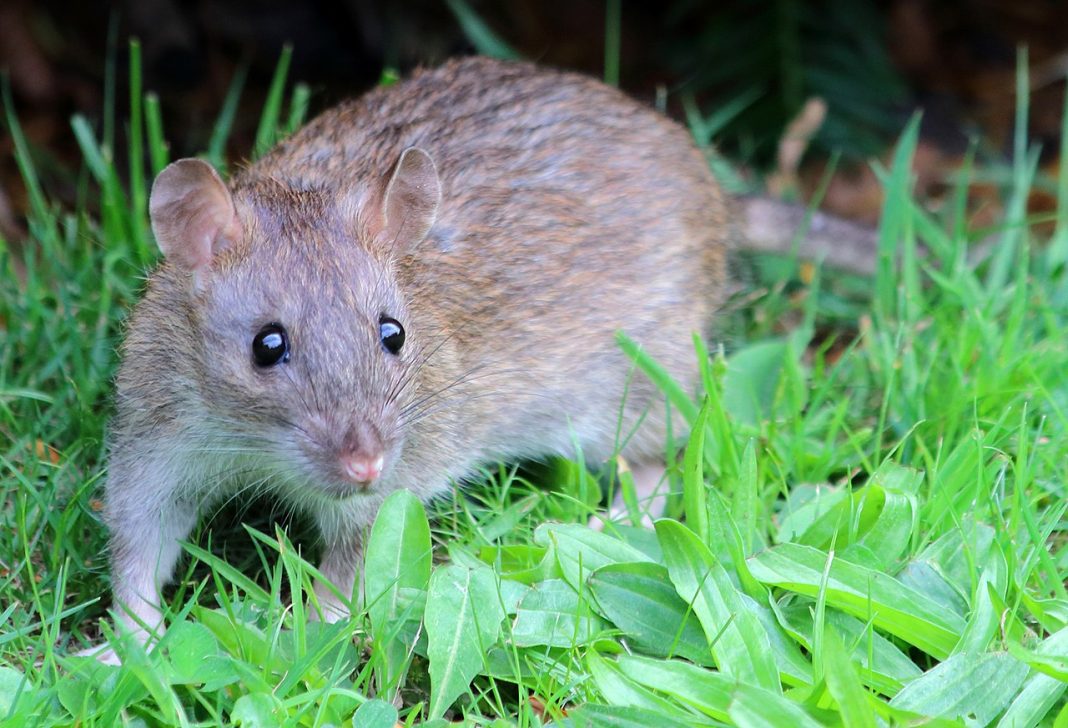 Șobolanul cenușiu (Rattus norvegicus), este potrivită această rozătoare ca și animal de companie