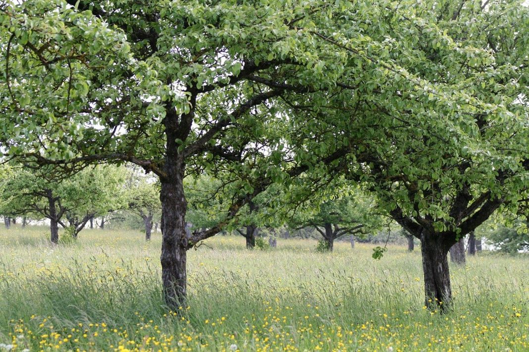 Cum se altoiesc pomii fructiferi, citește aceste sfaturi utile și îngrijește-ți corect grădina