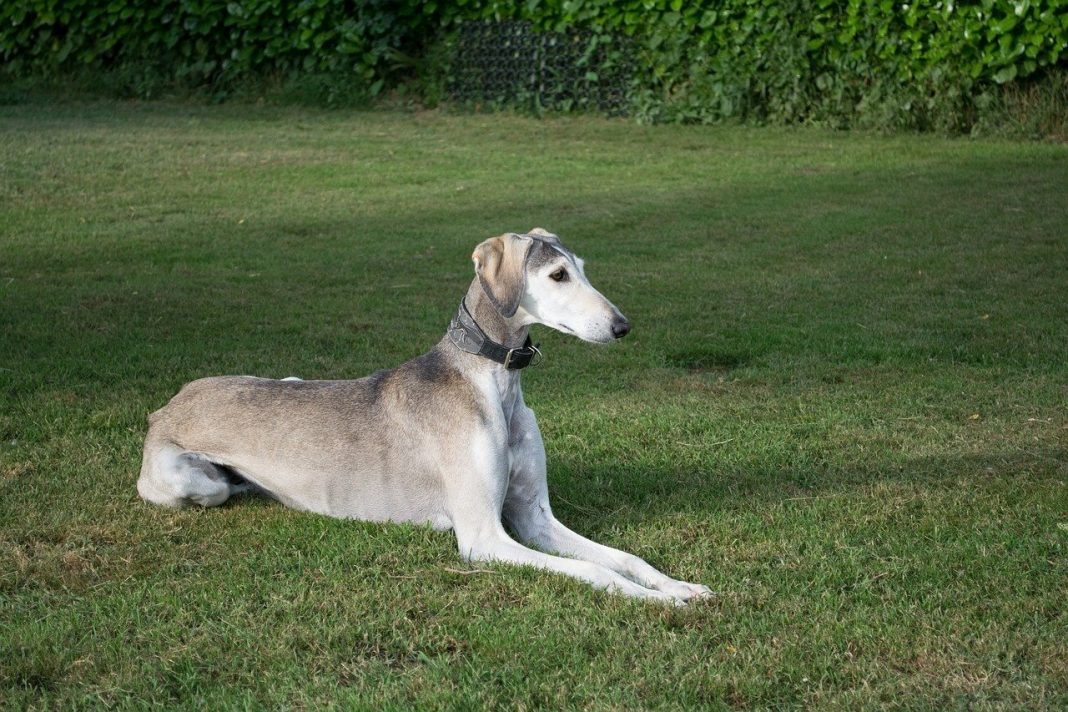 Ogarul persian Saluki, o specie rară de câine, una dintre cele mai vechi de pe Pământ