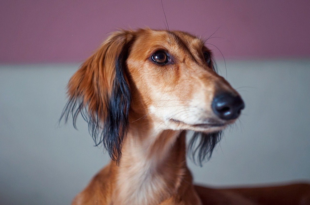 Ogarul persian Saluki