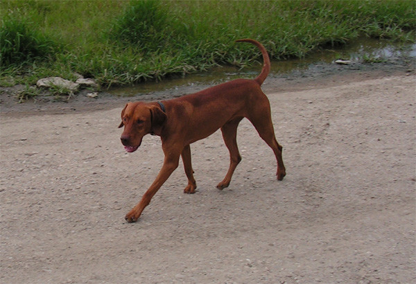 Rasa Vizsla