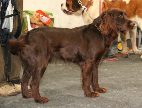 Spaniel German