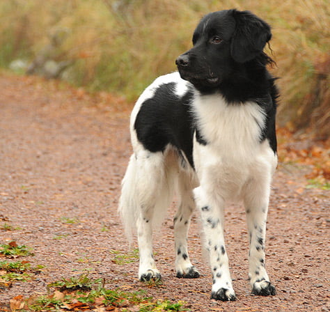 Stabyhoun