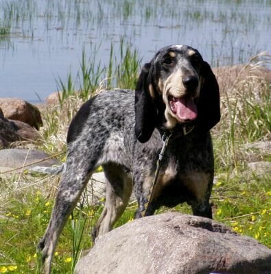 Griffon bleu de Gascone , Foto: hope4dogs.blogspot.com 