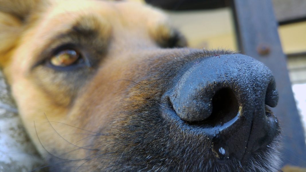 Află în ce constă rahitismul la câine, care sunt cauzele și cum se tratează această boală pentru ca animalul să se dezvolte normal!