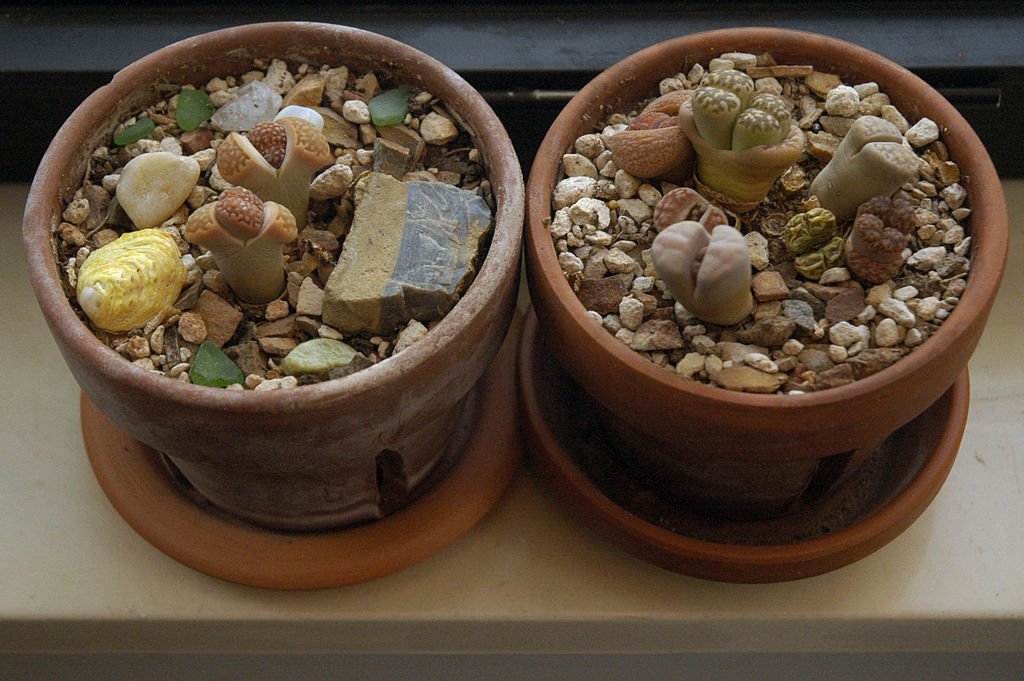 Lithops