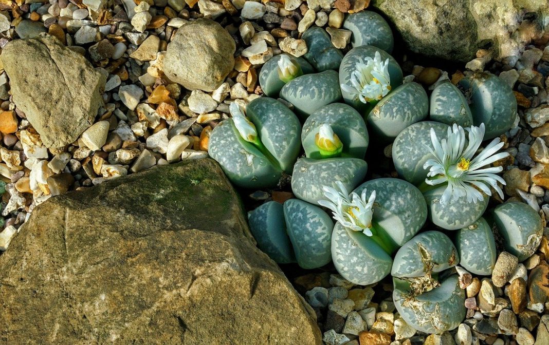 Plante decorative - Lithops sau „pietrele vii” Află cum trebuie îngrijite acestea