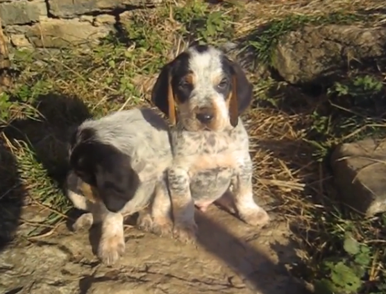 Petit Griffon Bleu de Gascogne, Pui 